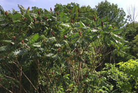 Staghorn sumac (Photo by Kaelem Moniz)