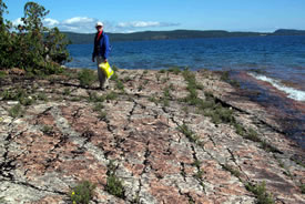 Susan Bryan checks the plants on a section of rock pavement (Photo by Mike Bryan)