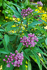Swamp milkweed blooming a second time this season (Photo by Wendy Ho/NCC staff)