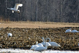 Swans in flight (Photo by NCC)