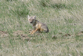 Swift fox (Photo by RJ Dudragne/ NCC staff)