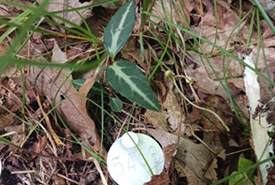 Chimaphile maculée avec marqueur numéroté (Photo de Amy Wiedenfeld/CNC)