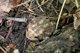 One of the many toads I saw almost every day in the Maitland (Photo by Alice Xiao/NCC staff)