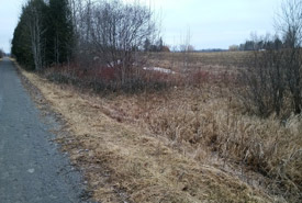 The tracks of both animals disappeared into this farm field through a gap in the shrubbery (Photo by Mark Stabb/NCC staff)