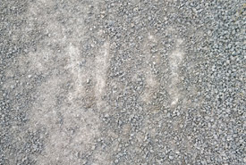 Tracks of a deer’s front feet, with dewclaws closer to the toes (Photo by Mark Stabb/NCC staff)