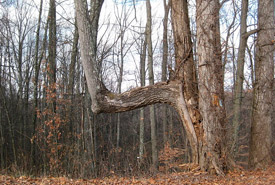 Trail tree in Tar Hallow State Forest, Ohio (Photo from Wikimedia Commons)