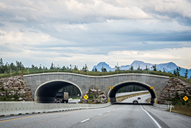 Trans-Canada Highway wildlife crossing in Banff, AB (Photo by Wikimedia Commons)