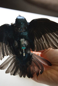 A tree swallow equipped with a light-level geolocator (Photo by Dayna LeClair).