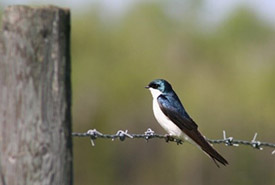 A tree swallow sits on a barbed wire fence (Photo by Lisha Berzins)