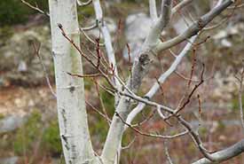 Trembling aspen (Photo by Ronald G. Arsenault, CC BY-NC 4.0)