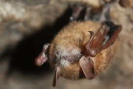 Tri-colored bat with white-nose syndrome (Photo by USFWS)
