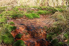 An example of a classic spring. Tufa spring, Fort Ellice, MB (Photo by NCC)