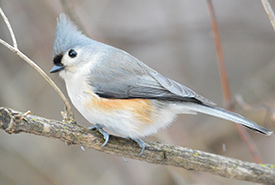 Tufted titmouse (Photo by Jocelyn Anderson, Wikimedia Commons)