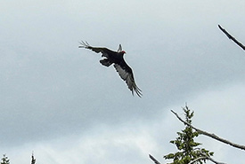 Turkey vulture being attacked by kingbird.  The kingbird’s wing appears over the vulture’s neck as it attacks from behind, jabbing the vulture with its beak. (Photo by Lenore Atwood)