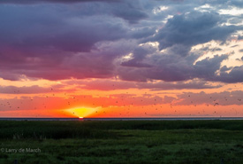Turtle River Marshes sunset (Photo by Manitoba Scientific Advisory Committee member Larry DeMarch)