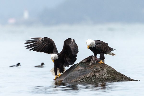 After a few minutes of giving each other looks and making small calls, the bald eagle on the left flew off, leaving the carcass for the other eagle to enjoy. (Photo by Nila Sivatheesan/NCC staff)