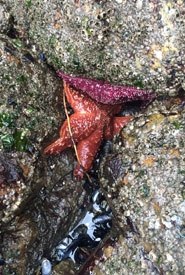Two colour variations of the purple sea star (Photo by Mike Huck)