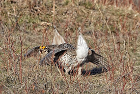 Two sharp-tailed grouse lek dancing (Photo by Brian Keating)