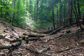 Typical scenery in Happy Valley Forest (Photo by NCC)