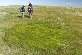 Flattened grasses in a circular pattern (Photo by Bill Armstrong)
