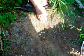 Unearthing a turtle nest to recover eggs (Photo by David Beevis)