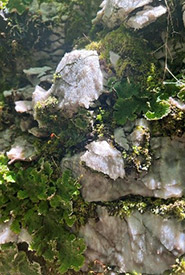 An up-close photo of a gypsum rock wall found on the Cains Mountain property in Cape Breton, NS. (Photo by Jill Ramsay/NCC staff)