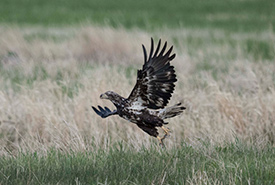 Young bald eagle on the Valley View property, SK (Photo by Jason Bantle) 