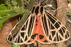 Virgin tiger moth (Photo by Nolie Schneider – CC 4.0 via iNaturalist)