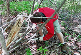 Volunteers work to remove the invasive plants by pulling up small individual plants and cutting down larger ones (Photo by NCC)