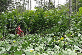 Volunteer cutting the giant knotweed using a hedge trimmer (Photo by NCC)