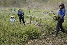 Conservation Volunteers pulling garlic mustard (Photo by NCC)