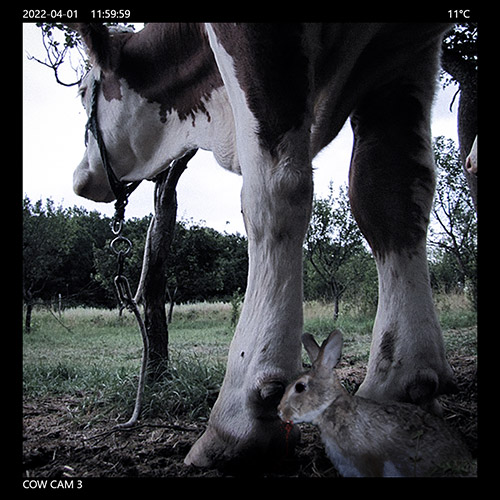 Captured on the cow cam, an unsuspecting cow being preyed upon by a vampire rabbit (Photo by NCC)