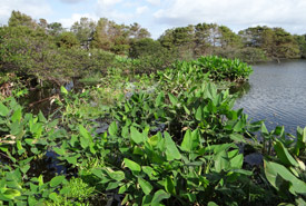Wakodahatchee Wetlands in Delray Beach, Florida (Photo by David Adam Kess/Wikimedia Commons) 