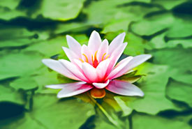 Water lily in a pond (Photo by Pexels, CC0)