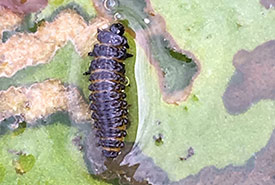 Waterlily leaf beetle larvae (Photo by Shirley Humphries)
