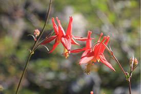 Western columbine from Strathcona Provincial Park (Photo by mspringle, iNaturalist, CC BY-NC 4.0)