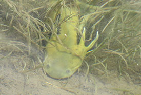 Lemon-yellow prehistoric-looking creature that I later found out to be a western tiger salamander (Photo by Sherry Nigro)