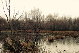 Wetlands simultaneously release methane, while carbon is taken up by plants and stored in wetland soils. (Photo by Amanda Loder) 