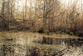 Wetlands can support lots of plants and vegetation. (Photo by Amanda Loder) 