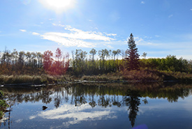 Wetland at the Kallal property, AB (Photo by NCC) 