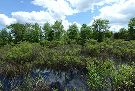 Wetland on the Allum property, ON (Photo by NCC)