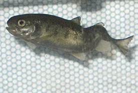 Whirling disease can cause a severe spinal deformity in infected fish (Photo by Colorado Parks and Wildlife)