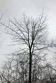 White ash silhouette (Photo by Dan Kraus/NCC staff)