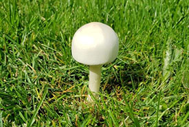 A small white mushroom popped up in my dad's lawn (Photo by Raymond Ho)