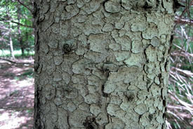 White spruce bark (Photo by Rob Duval, Wikimedia Commons)