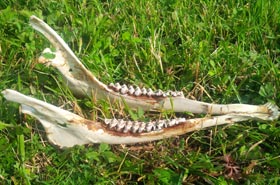 White-tailed deer jawbone (Photo by Claire Elliott/NCC staff)