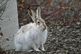 White-tailed jackrabbit (Photo by nbertrand, CC BY-NC 4.0)