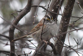 White-throated sparrow (Photo by Pia Vahabi/NCC staff)