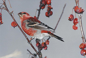 The white-winged crossbill, a winter visitor feeding on remnants of wild apple and at our feeder. (Photo by Dr. Henry Barnett)