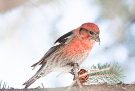 White-winged crossbill (Photo by Sean Feagan/NCC Staff)